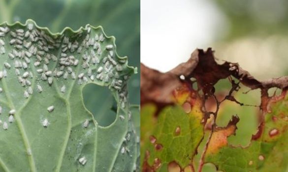 Aphids an autumn threat to cereals and winter oilseed rape