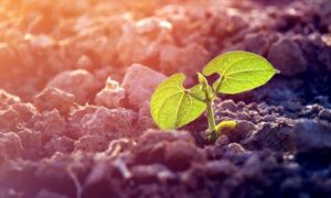 Akú formu dusíka zvoliť na začiatok pestovania ozimín?