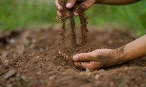 Jak dbać o zasobność gleby?