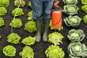5 zalet stosowania nawozów w uprawie warzyw